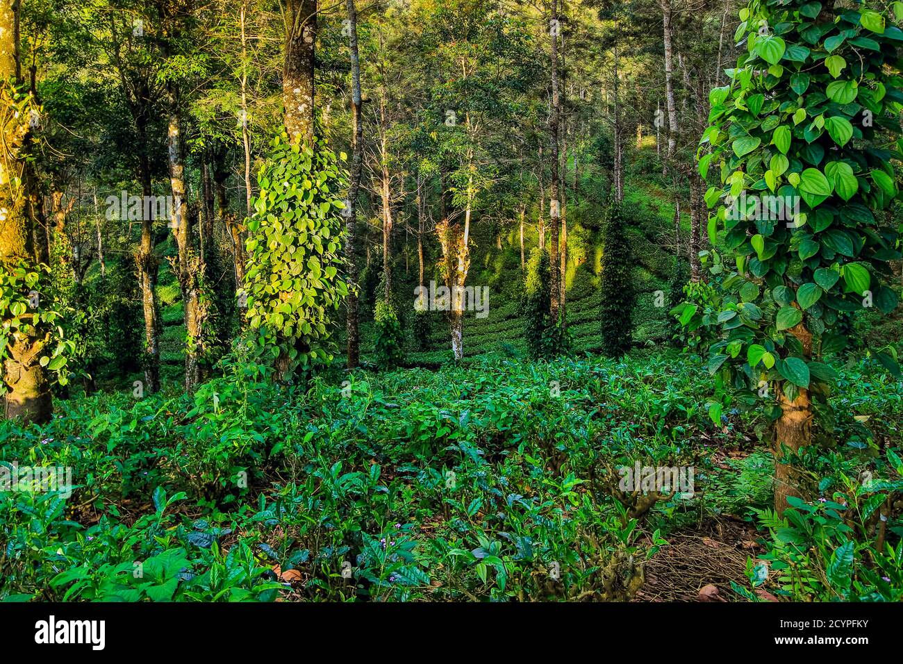 Tè & piante di pepe-mais a conduzione familiare 15 acri di proprietà, crescente gourmet tè bianco, caffè, pepe, cardamomo; Anachal, Munnar, Kerala, India Foto Stock