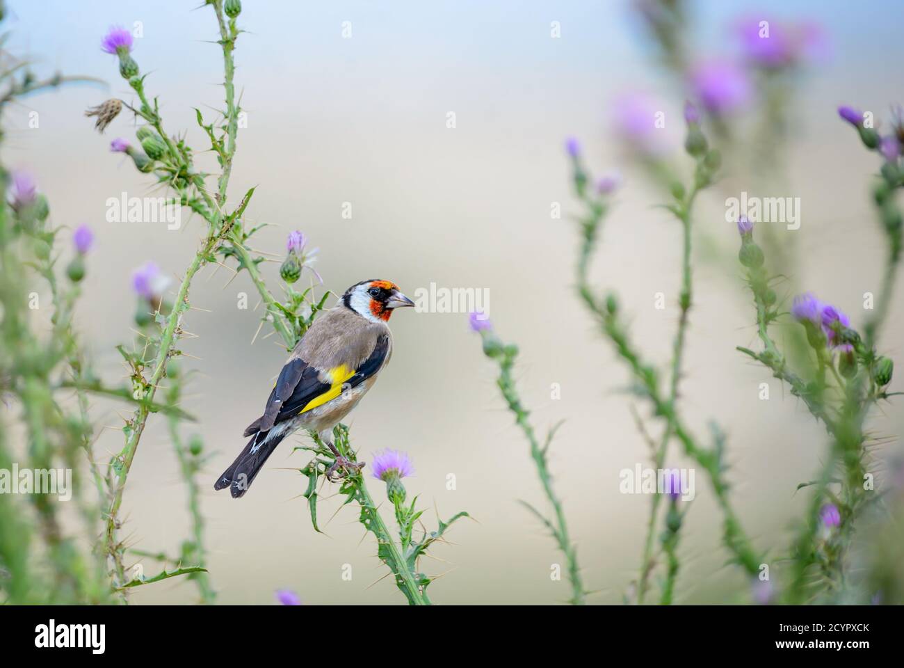 European Goldfinch - Carduelis carduelis, bellissimo uccello colorato perching da prati e praterie europee, isola di Pag, Croazia. Foto Stock