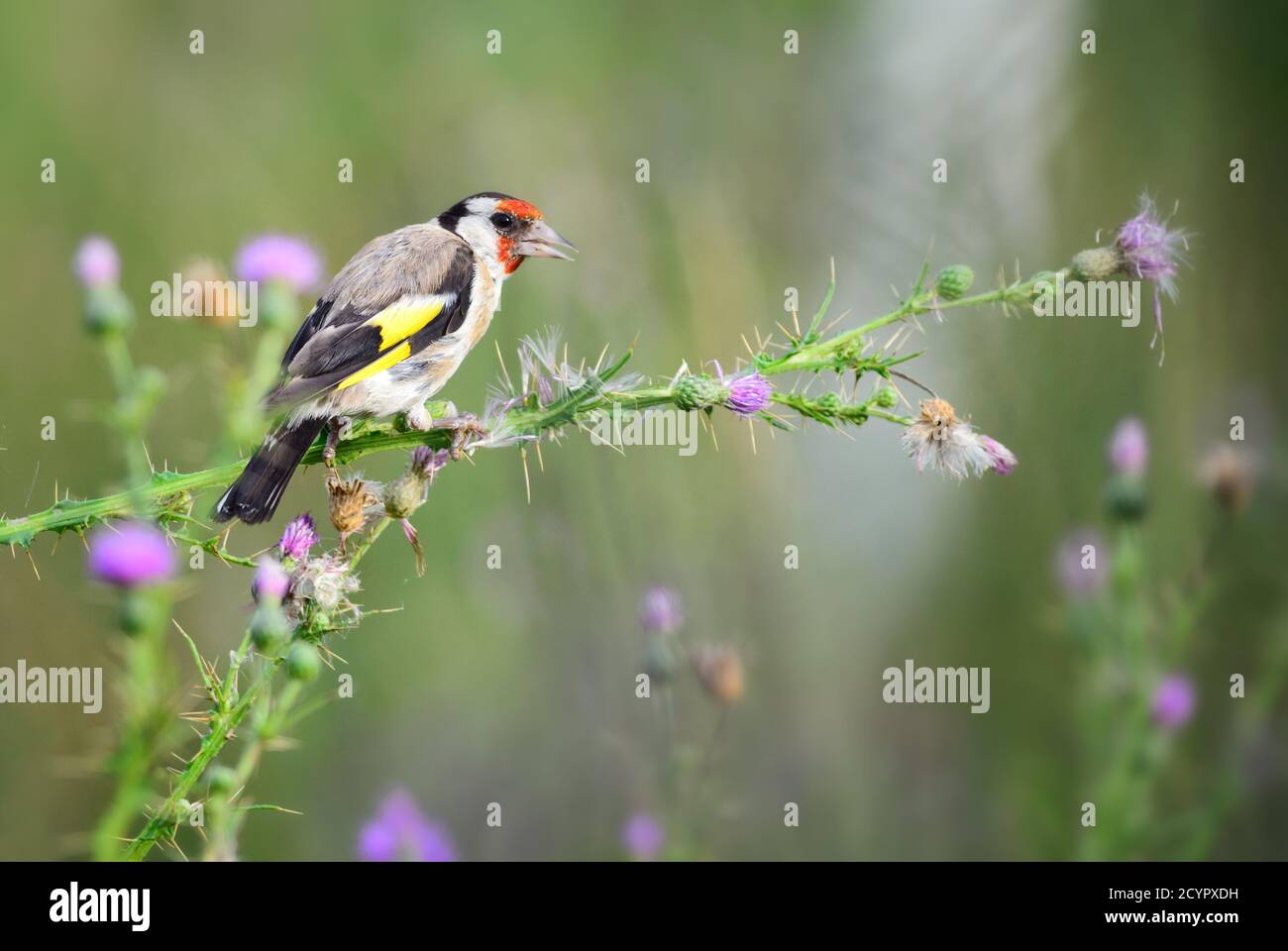 European Goldfinch - Carduelis carduelis, bellissimo uccello colorato perching da prati e praterie europee, isola di Pag, Croazia. Foto Stock