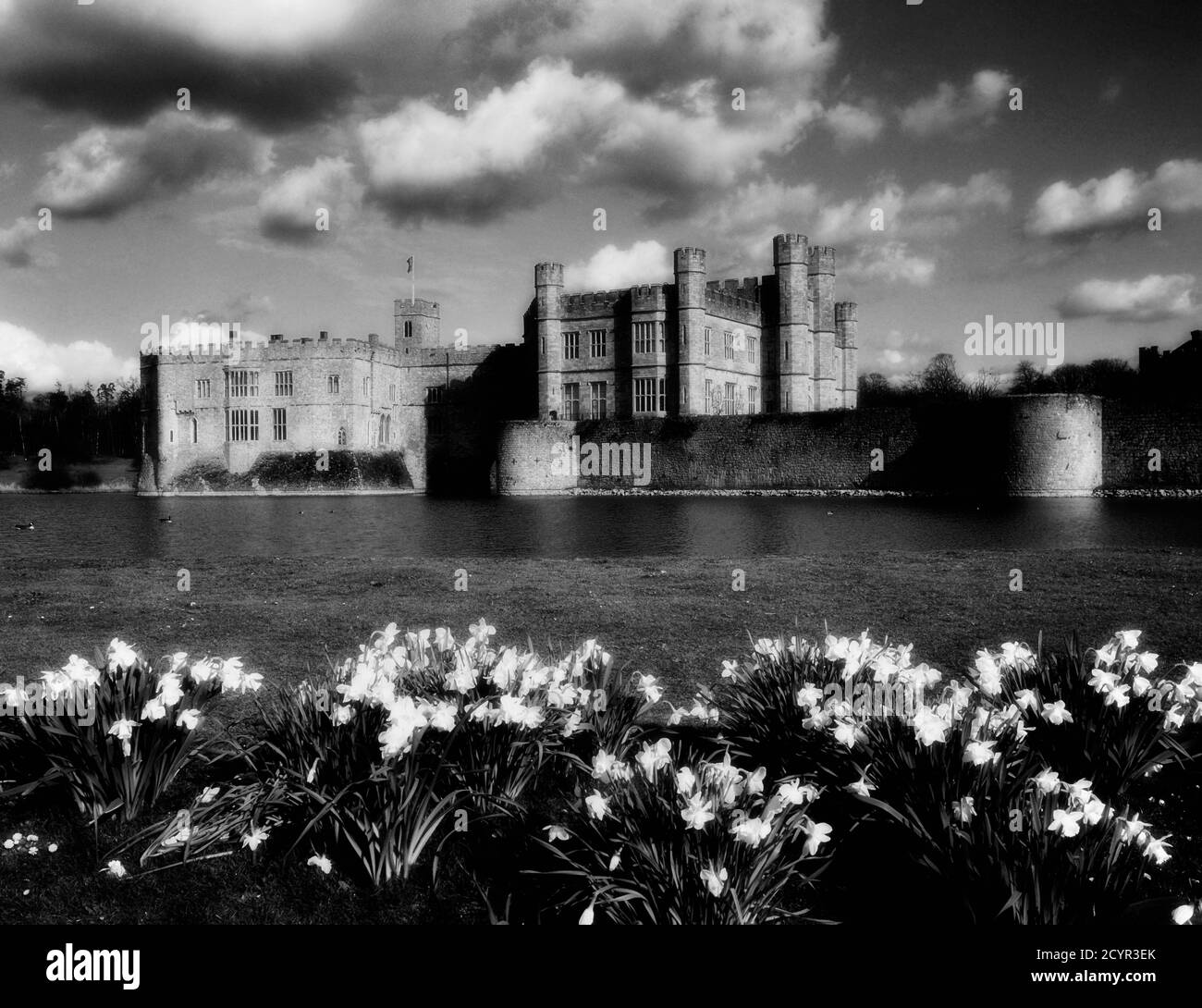 Una mostra di massa di narcisi accanto al fossato del Castello di Leeds, Kent, Inghilterra, Regno Unito Foto Stock