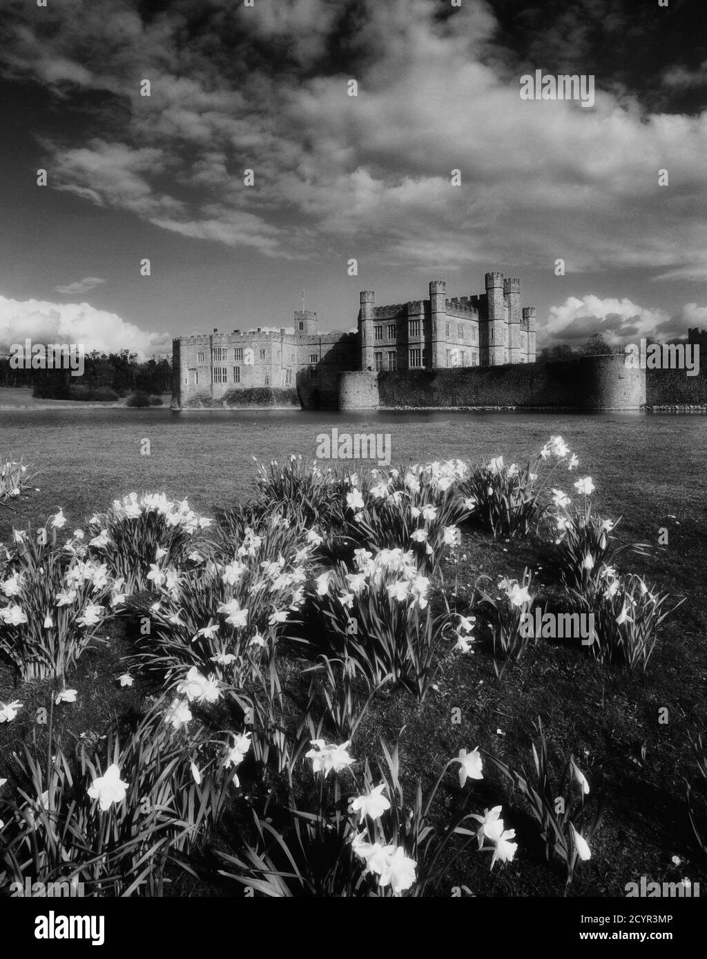 Una mostra di massa di narcisi accanto al fossato del Castello di Leeds, Kent, Inghilterra, Regno Unito Foto Stock