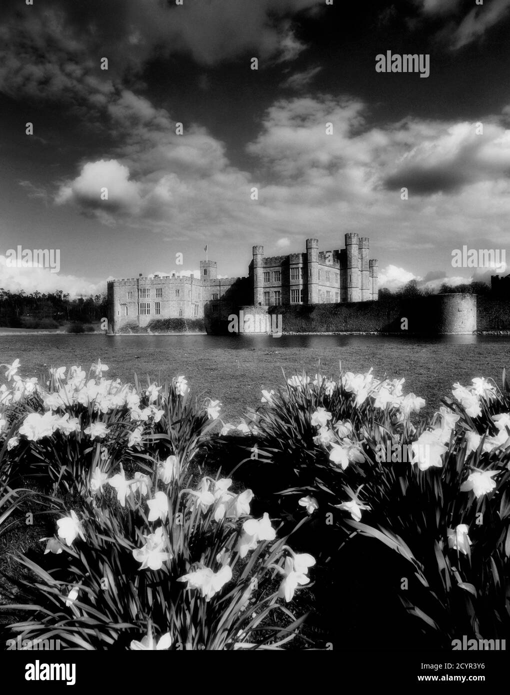 Una mostra di massa di narcisi accanto al fossato del Castello di Leeds, Kent, Inghilterra, Regno Unito Foto Stock