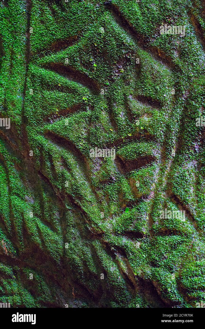 Circa 6000BC pietra neolitica incise petroglifi della prima cultura di Harrapan alle grotte di Edakkal; Edakkal, Wayanad, Kerala, India Foto Stock