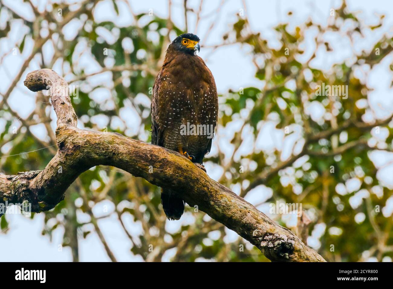 Aquila di serpente crestata (Spilornis cheela davisoni), uccello di medie dimensioni di preda, nel distretto panoramico di Wayanad; Wayanad, Kerala, India Foto Stock