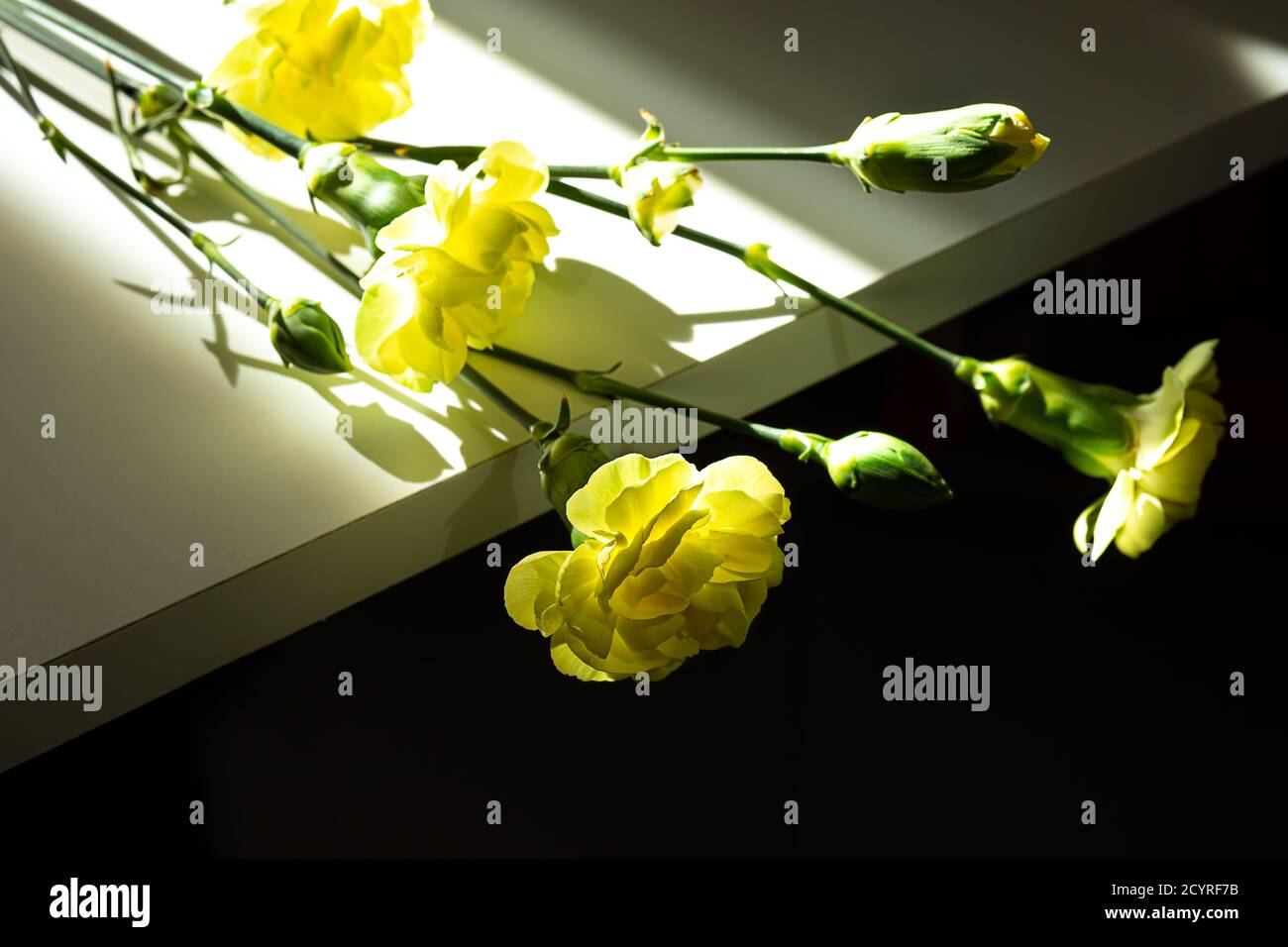 Bellissimi garofani gialli su un tavolo bianco alla luce del sole Foto Stock