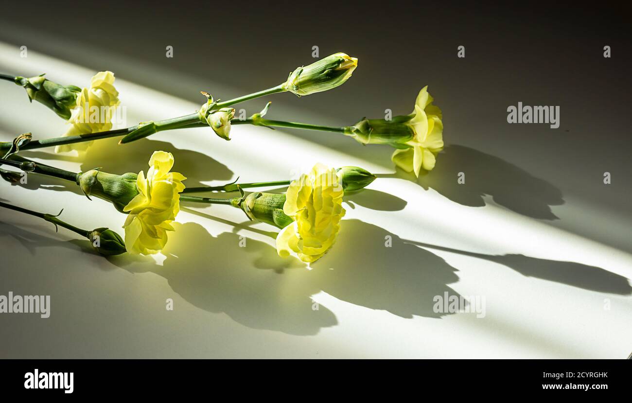 Bellissimi garofani gialli su un tavolo bianco alla luce del sole Foto Stock