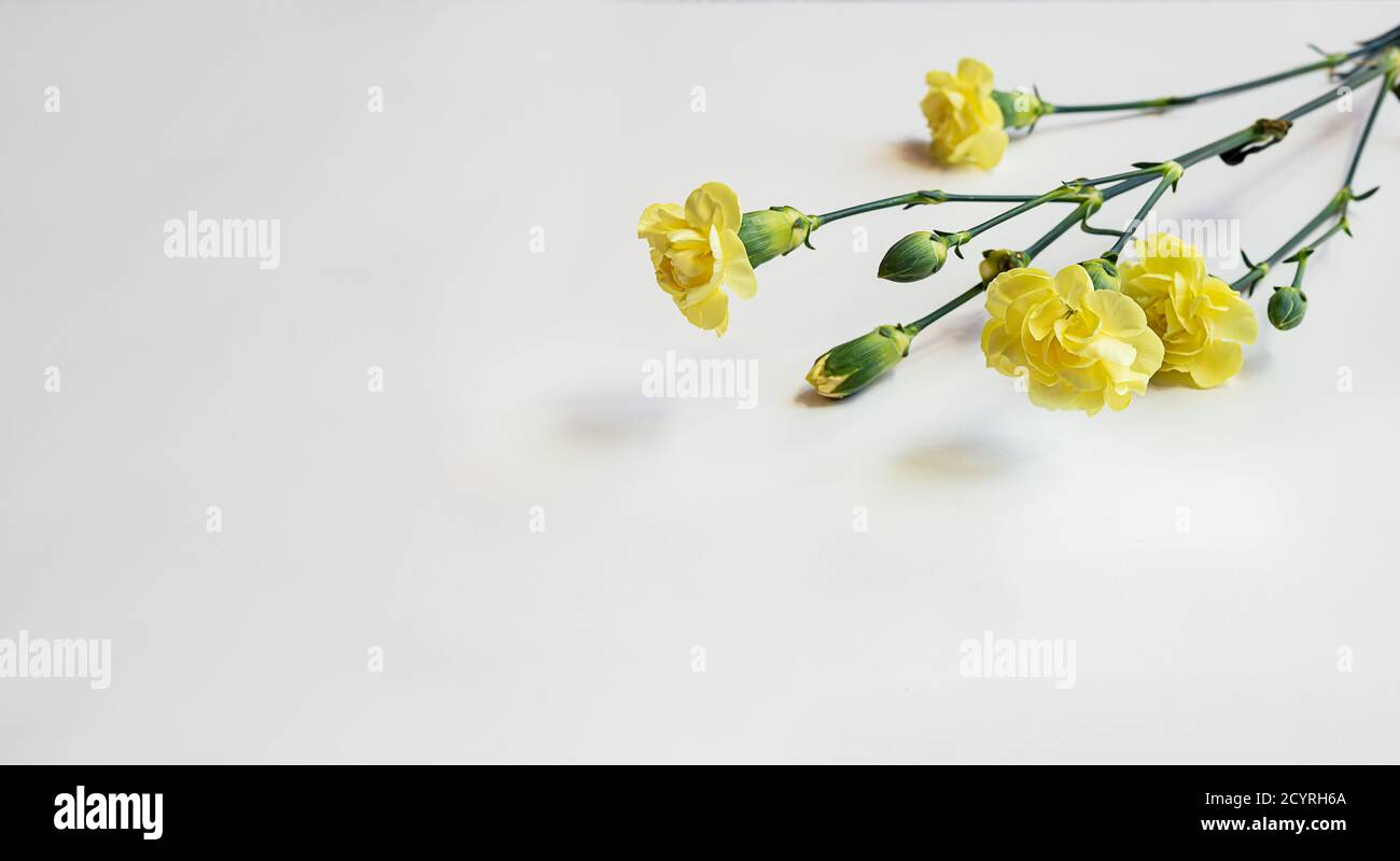 Bellissimi garofani gialli isolati su sfondo bianco. Celebrazione, festa della mamma, concetto di matrimonio, posa piatta con spazio per la copia Foto Stock