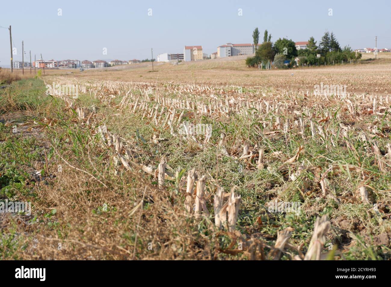 Fattoria di mais raccolta Foto Stock