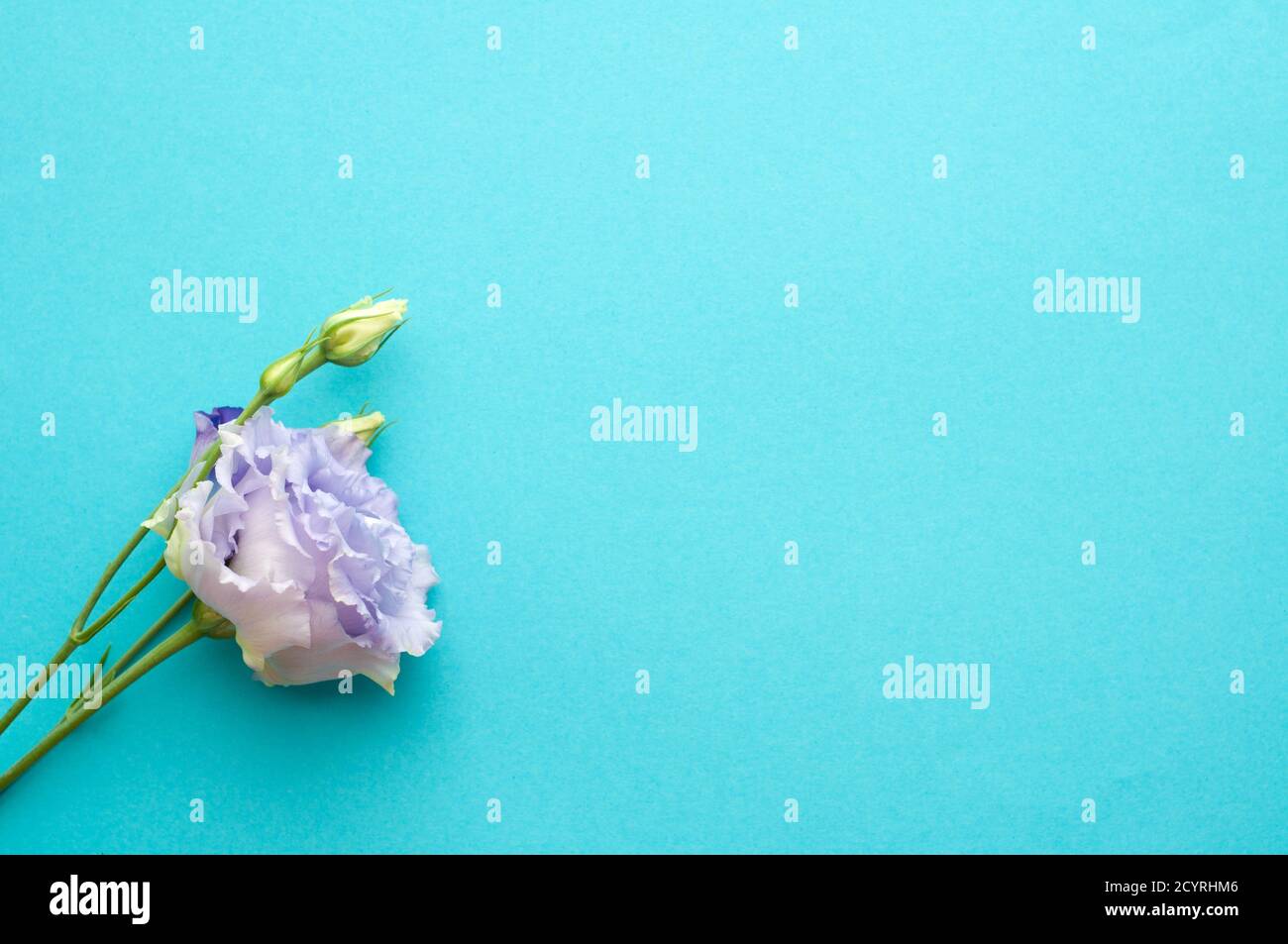 Bellissimi fiori blu di eustoma (lisianthus) in piena fioritura con foglie verdi. Bouquet di fiori su sfondo blu. Foto Stock