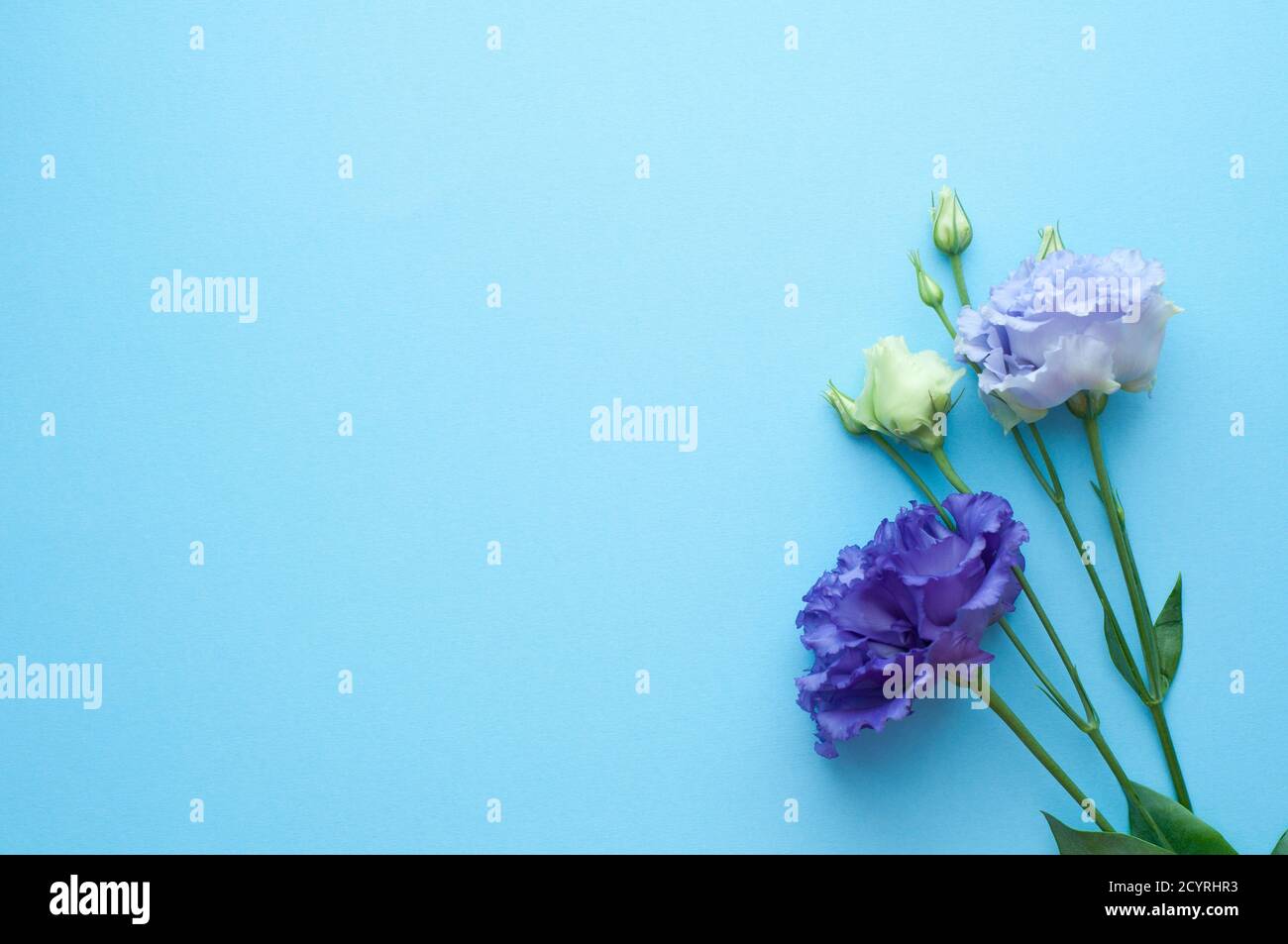 Bellissimi fiori di eustoma viola e blu (lisianthus) in piena fioritura con foglie verdi. Bouquet di fiori su sfondo blu. Foto Stock