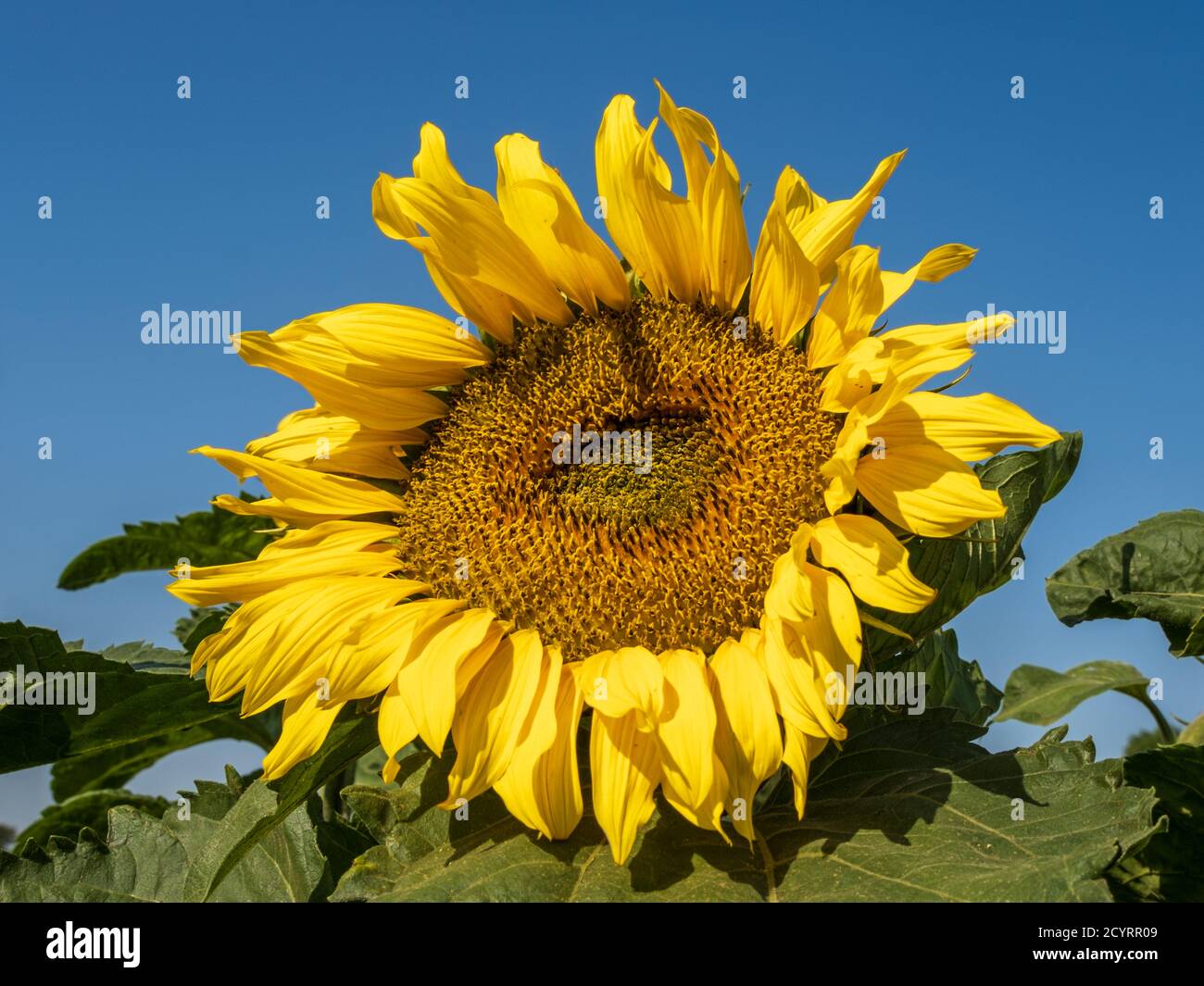 Girasole contro un cielo blu Foto Stock