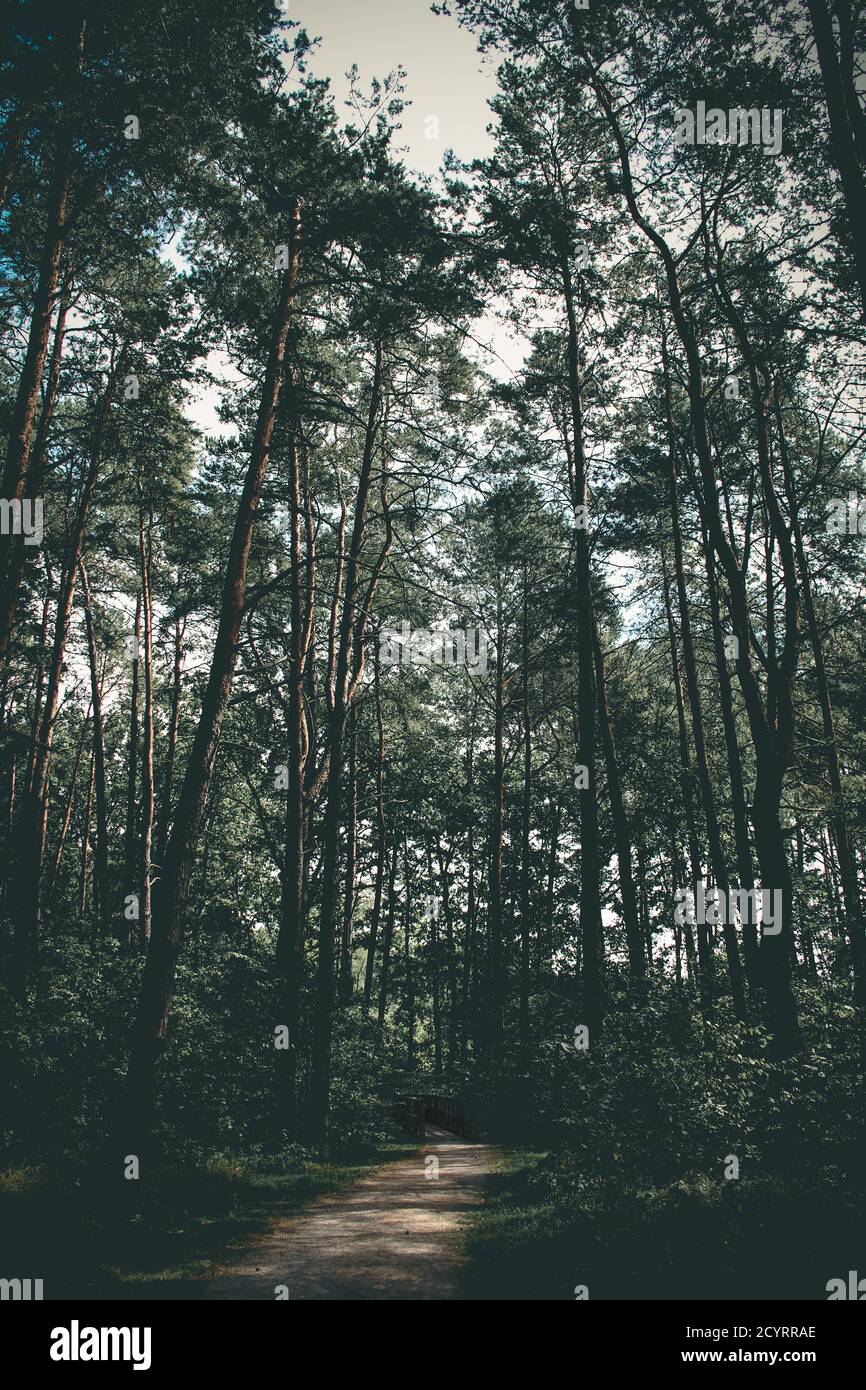 Immagine sommbria di pini in giovane foresta Foto Stock