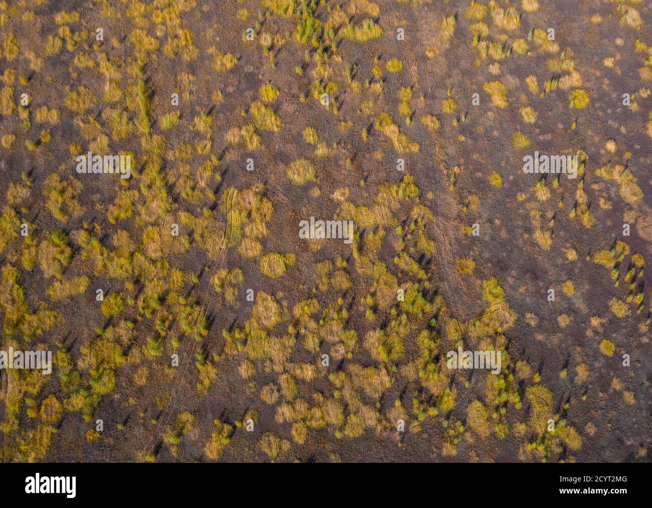 vista dall'alto della steppa soleggiato con alberi sparsi autunno Foto Stock