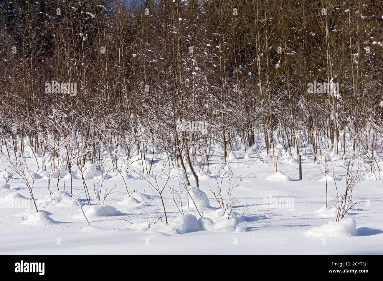 Trettachtal, junge Bäume, Waldrand, schneebedeckt, Oberstdorf, Allgäuer Alpen Foto Stock