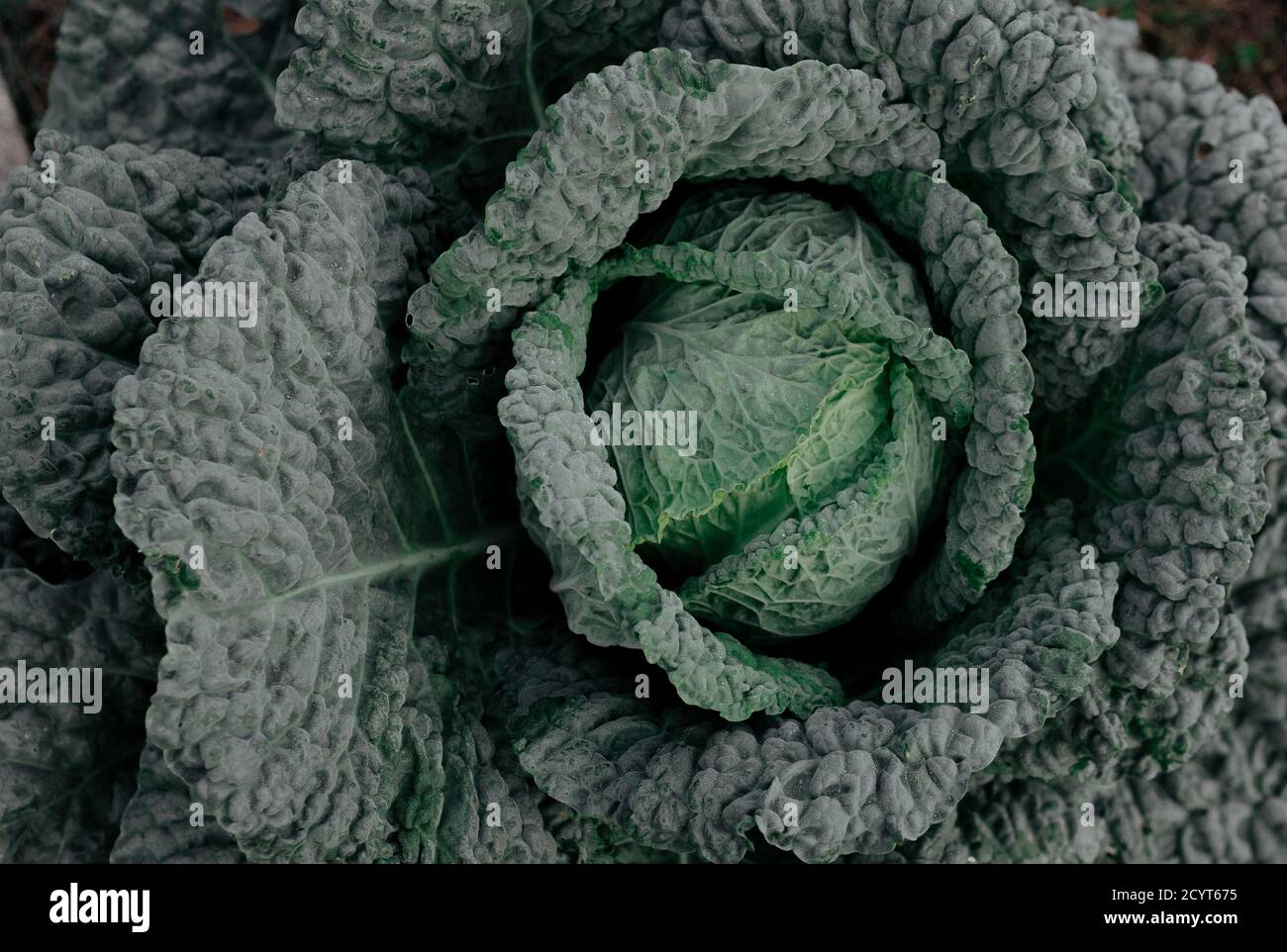 Biologico fresco cavolo savoy primo piano come sfondo naturale Foto Stock