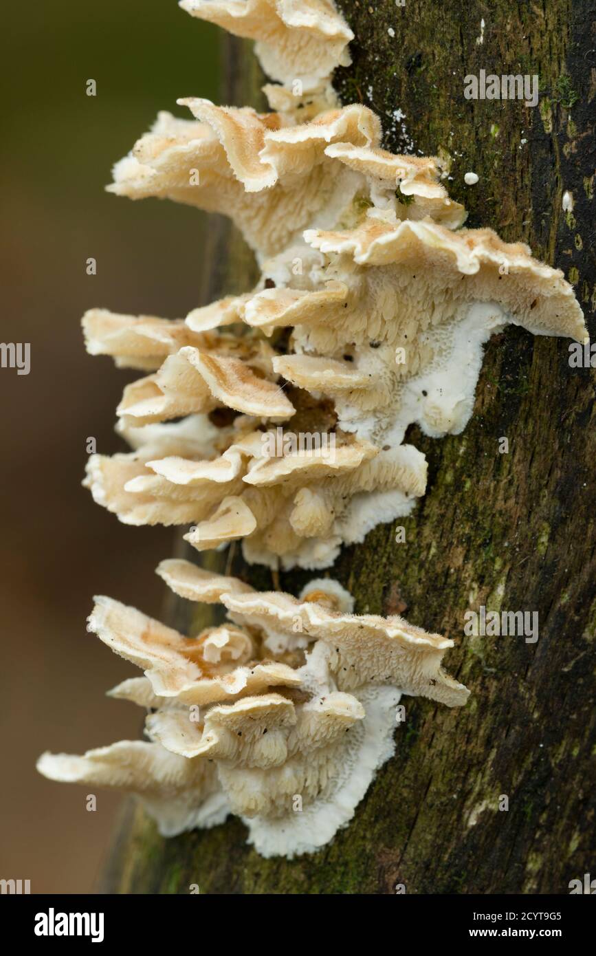 Jelly Rot (Phlebia tremellosa) fungo che cresce su un ramo di marciume in un bosco nelle colline Mendip, Somerset, Inghilterra. Foto Stock