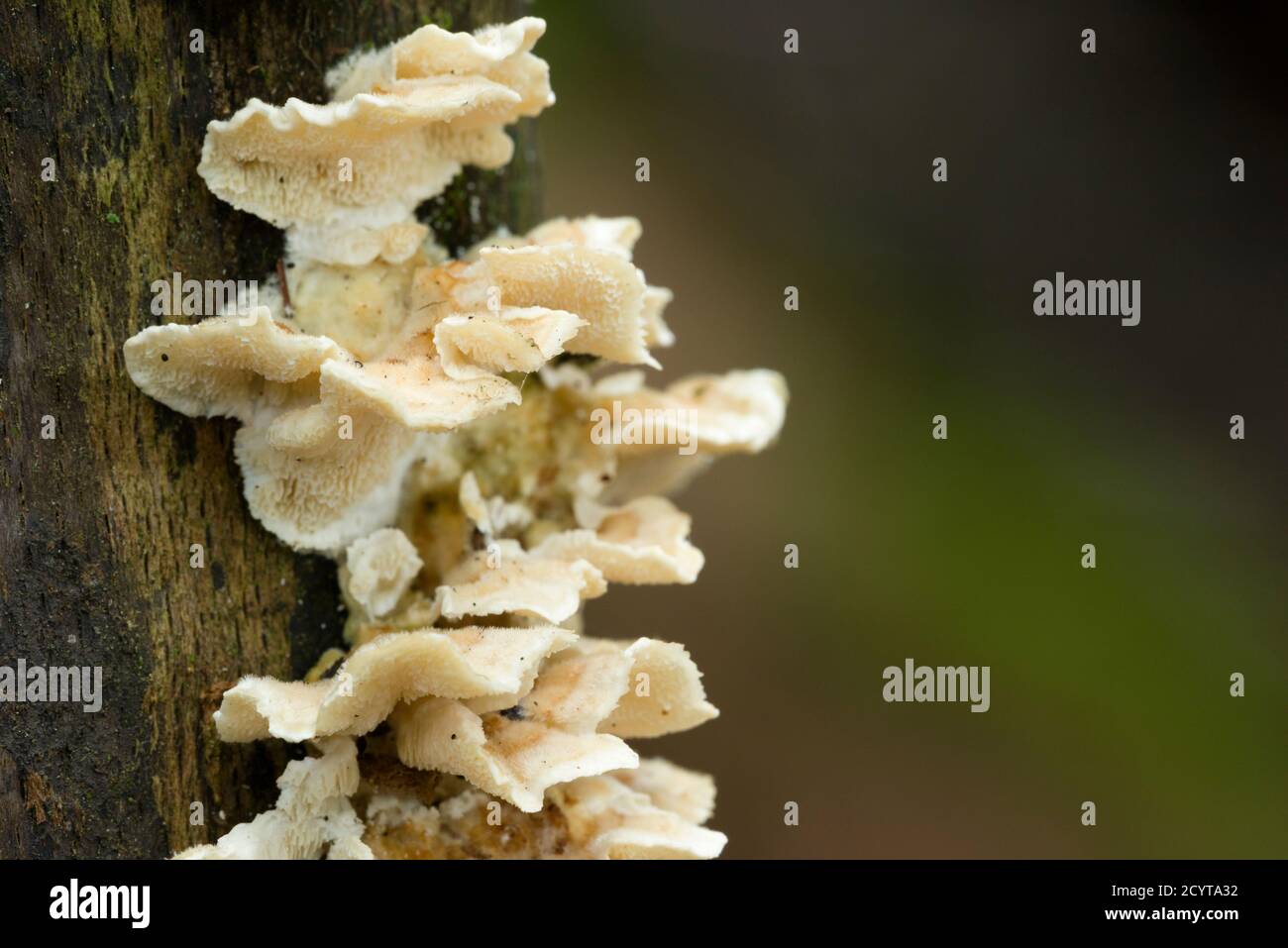 Jelly Rot (Phlebia tremellosa) fungo che cresce su un ramo di marciume in un bosco nelle colline Mendip, Somerset, Inghilterra. Foto Stock