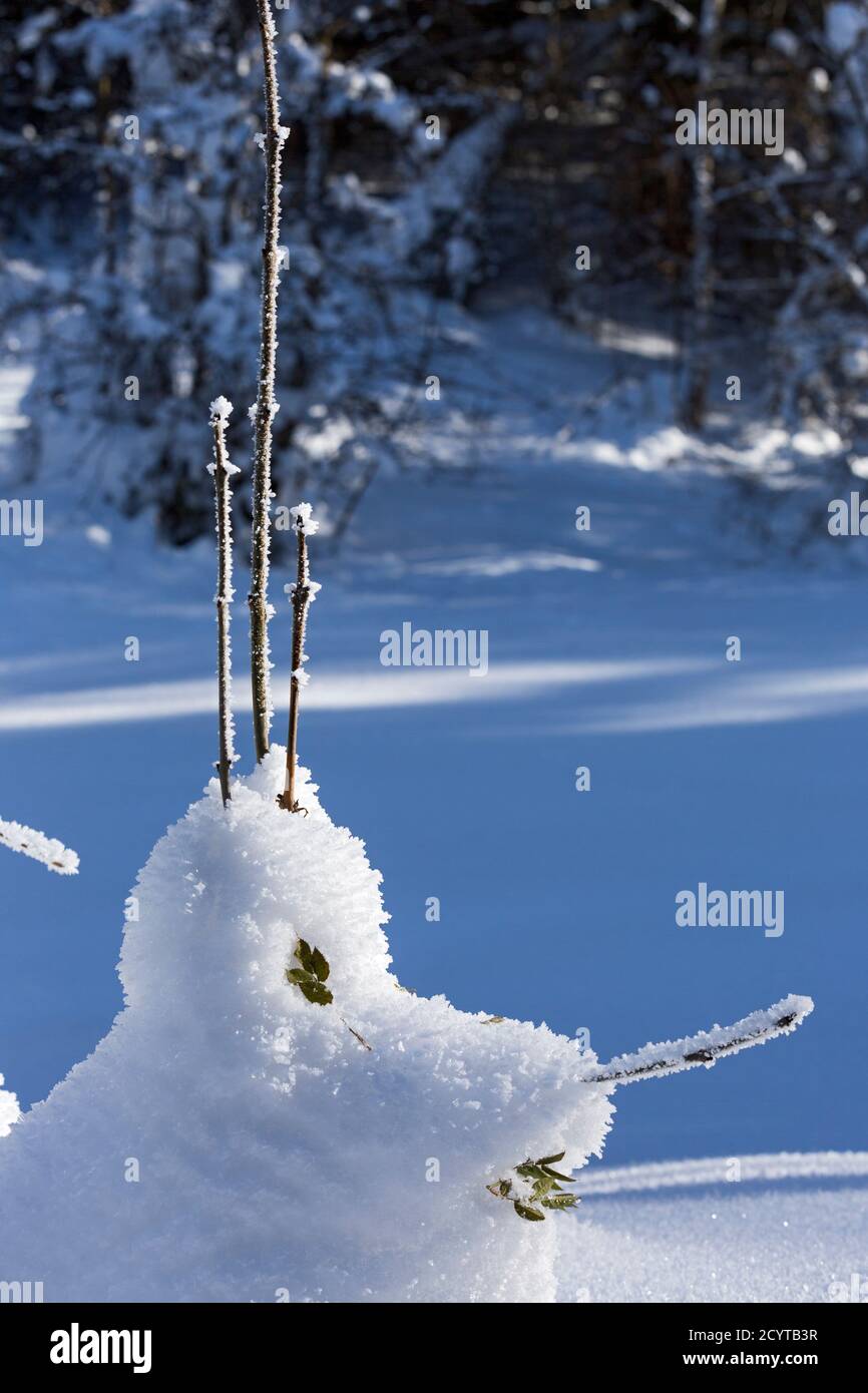Trettachtal, Schneekristalle, vegetazione, Nahaufnahme, Oberstdorf, Allgäuer Alpen Foto Stock