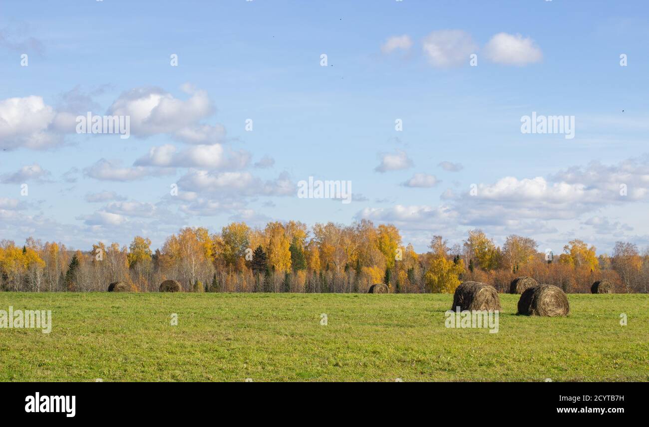 Balle di fieno nel campo in autunno. Campo agricolo con nuvole di cielo. Foto Stock