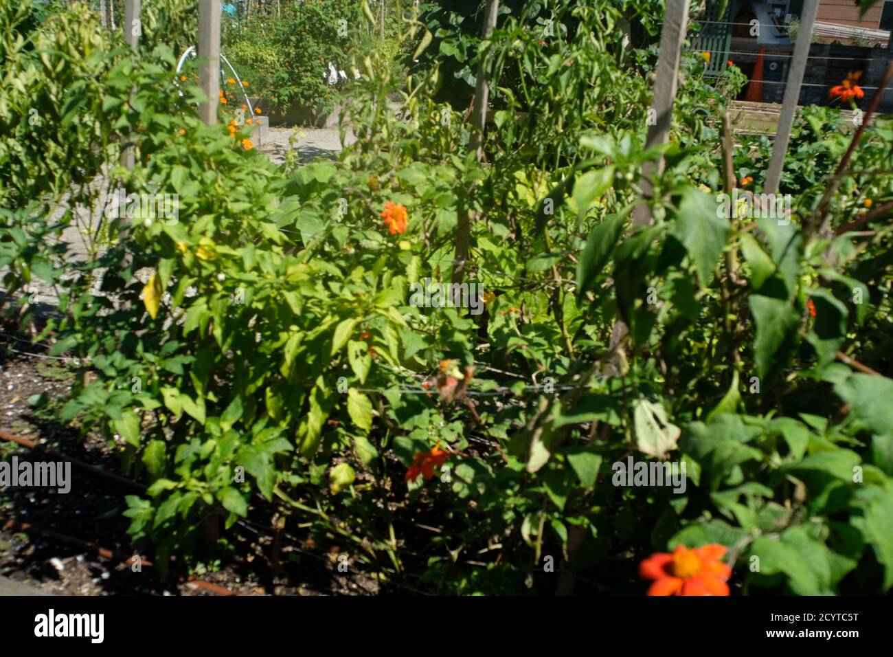 Urban Garden con Bee Colony, prodotti, Fiori in Urban Residential Area della Città con Medical University ambiente e piccole imprese. Foto Stock