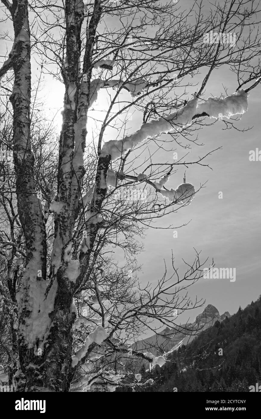 Trettachtal, Bäume, Berge, schneebedeckt, Oberstdorf, Allgäuer Alpen Foto Stock