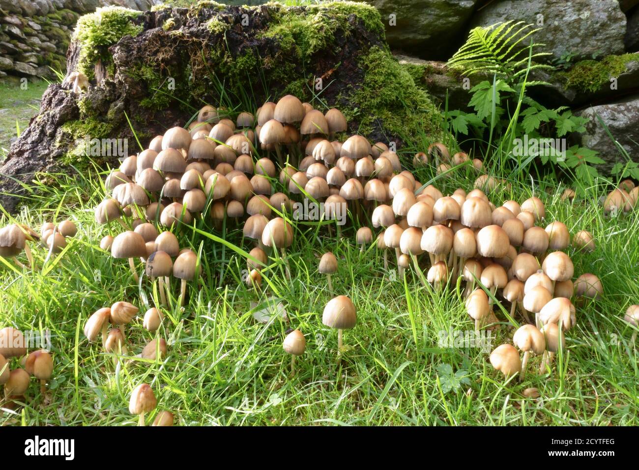 Funghi nel contyside inglese in autunno Foto Stock