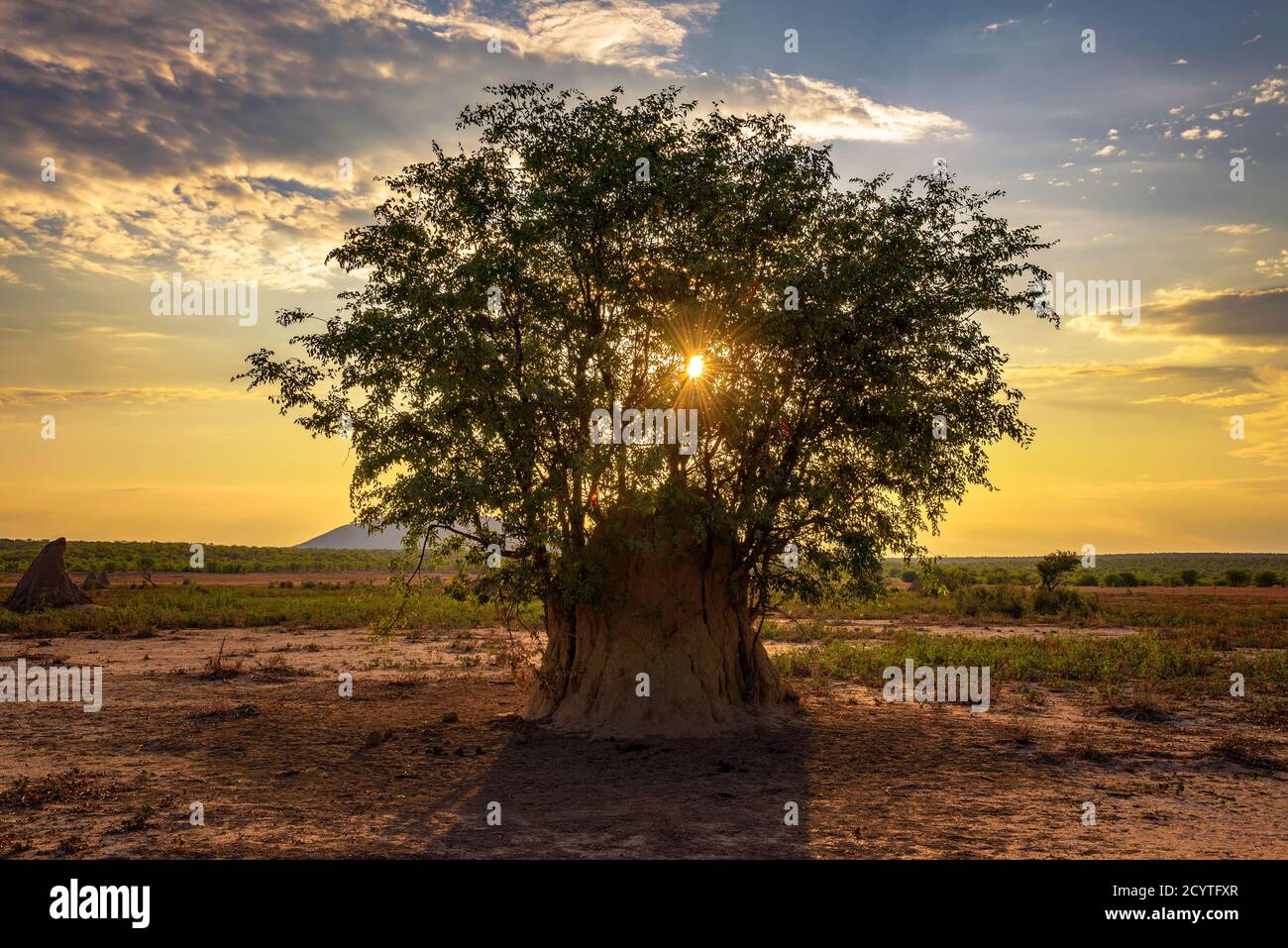 Tramonto dietro un albero che cresce da una grande termite Tumulo in Namibia Foto Stock