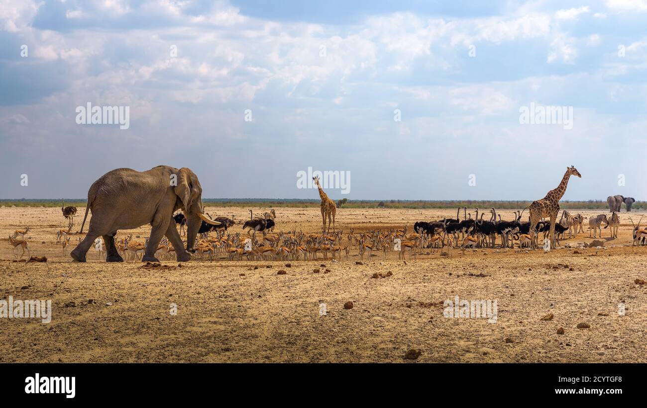 Elefante, giraffe, zebre e altri animali in una buca d'acqua in Namibia Foto Stock