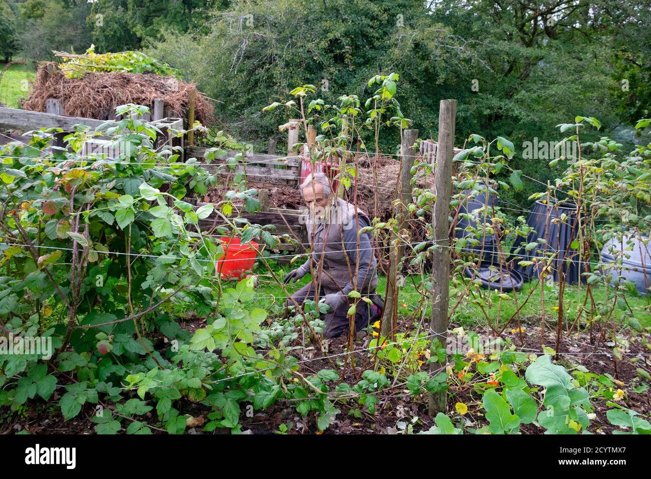 Uomo potatura canne di lamponi in campagna ottobre autunno morbido Orto di frutta con bidoni di composto nel Galles del Carmarthenshire UK KATHY DEWITT Foto Stock