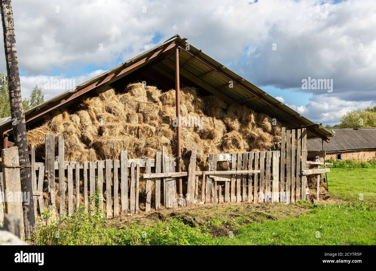 Deposito di fieno con balle raccolte di fieno per bestiame bovino. Fienile agricolo balli con fieno in estate Foto Stock