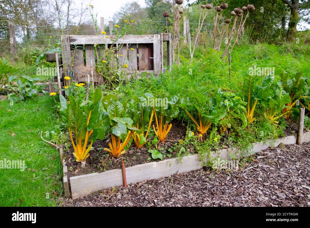 Giallo arancione luminoso luci swiss Chard crescere in un letto rialzato in autunno ottobre giardino e pallet in legno compost bin in Galles UK KATHY DEWITT Foto Stock