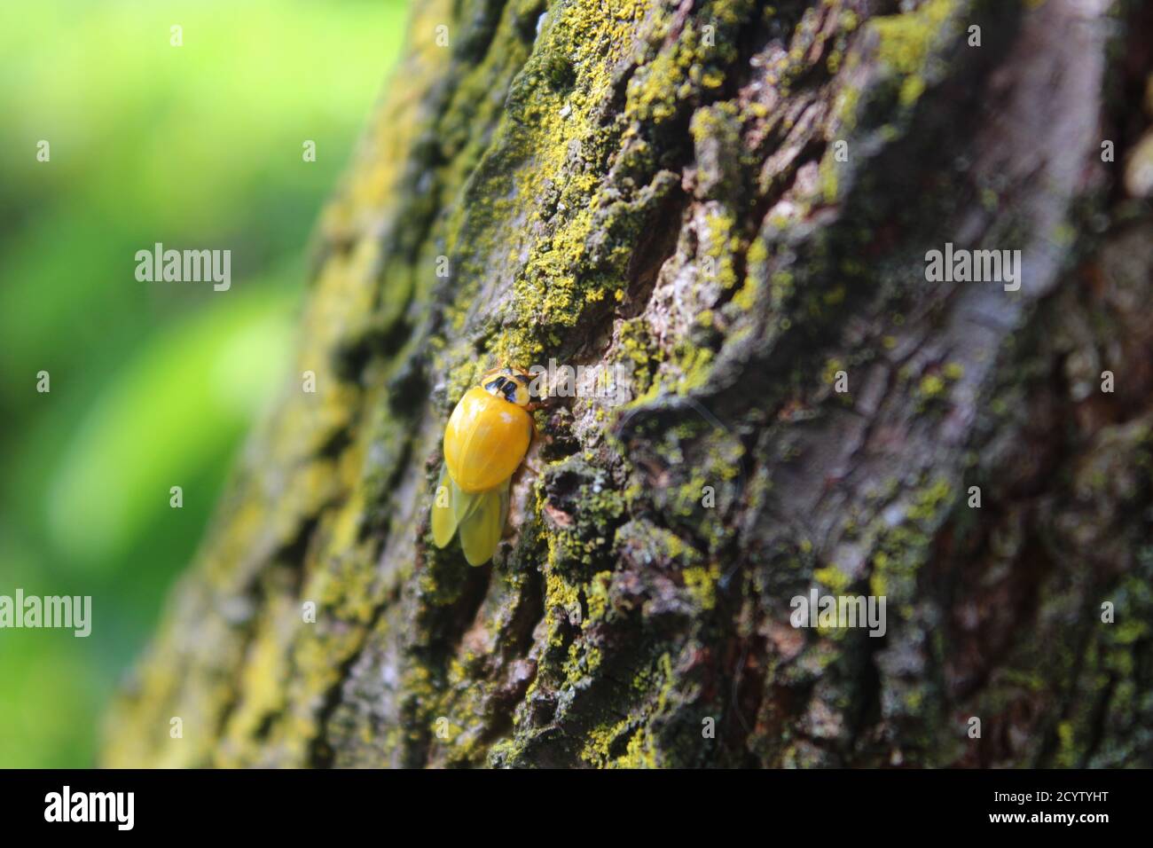 Piccolo ladybug giallo strisciando su un albero Foto Stock