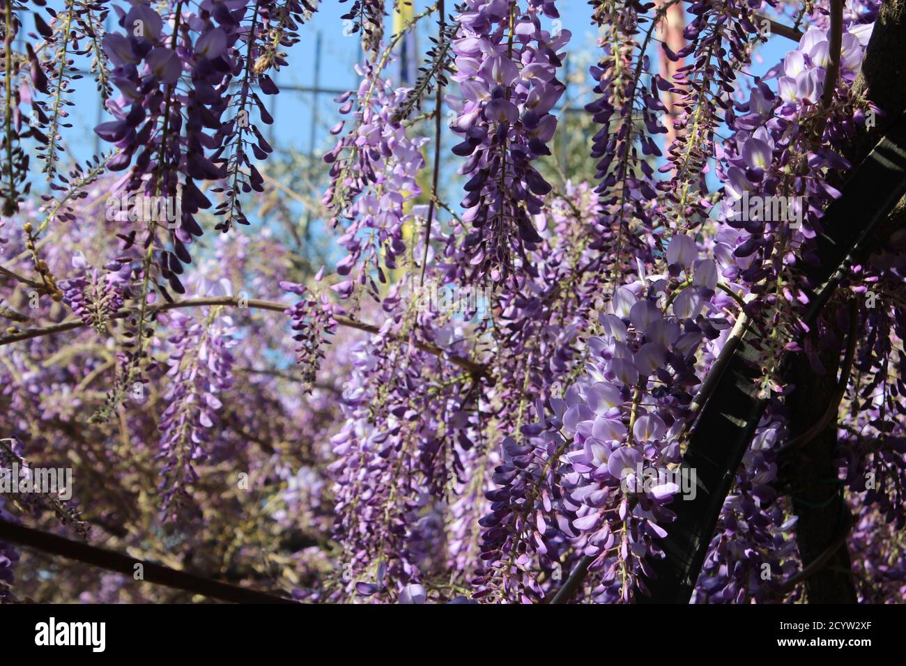 Bella fioritura wisteria viola Foto Stock