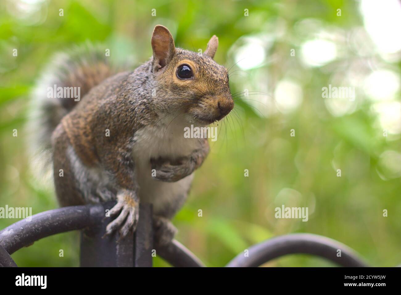 Closeup di scoiattolo seduto su una recinzione e che tiene il suo stomaco Foto Stock