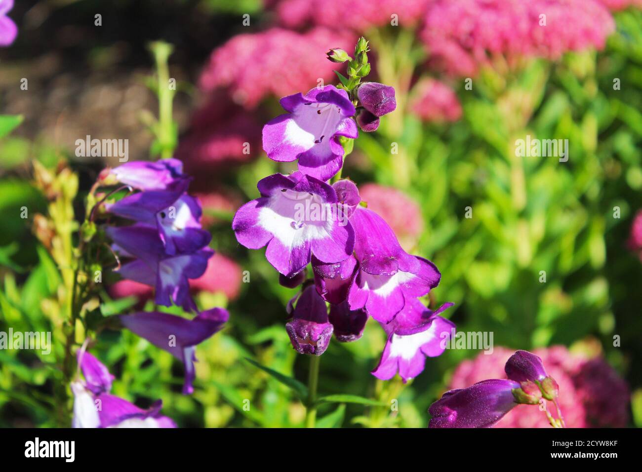Primo piano Penstemon Pensham Czar porpora e fiori di campana bianca in un giardino di fiori rosa illuminato dal sole a Manchester, Inghilterra Foto Stock