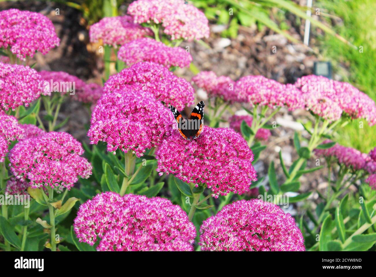 Butterfly Red Admiral's Beautiful Half Open Wings seduta su fiori rosa brillante a Manchester, Inghilterra Foto Stock