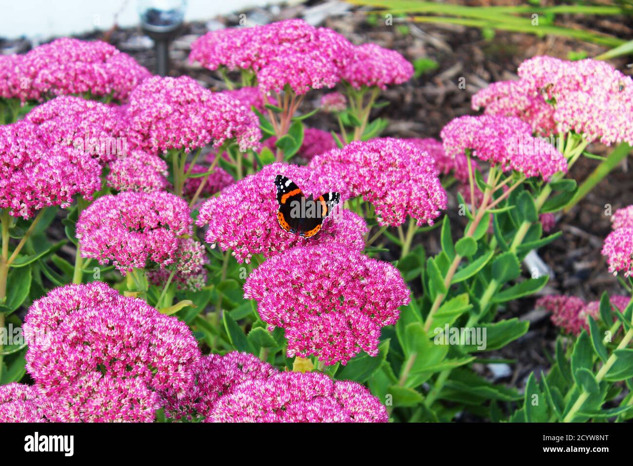 Butterfly Red Admiral's Beautiful Half Open Wings seduta su fiori rosa brillante a Manchester, Inghilterra Foto Stock
