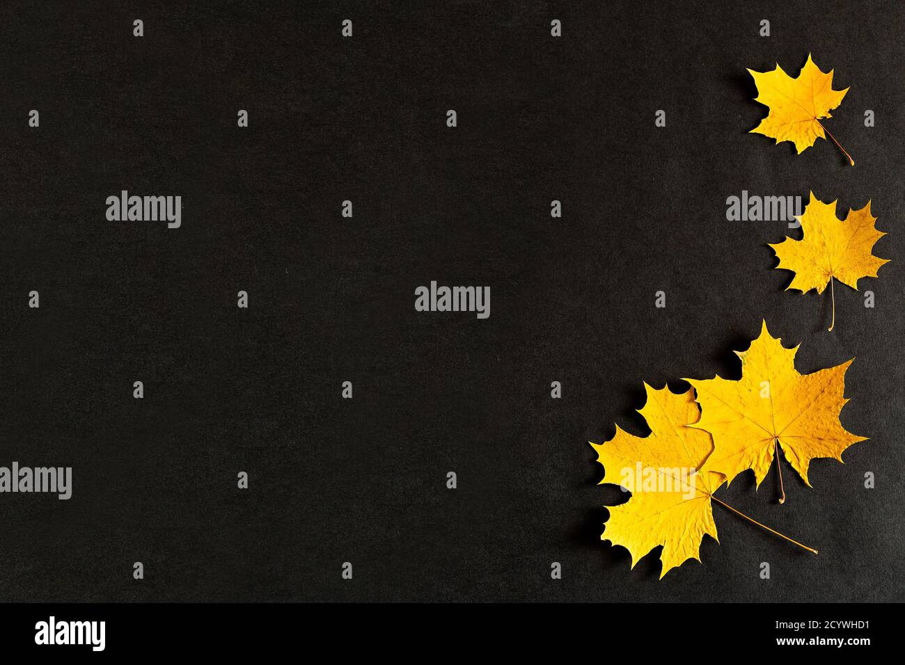 Autunno giallo acero foglie su sfondo nero, autunno dorato, settembre, ottobre, novembre, copyspace, la vista dalla cima, flatley Foto Stock