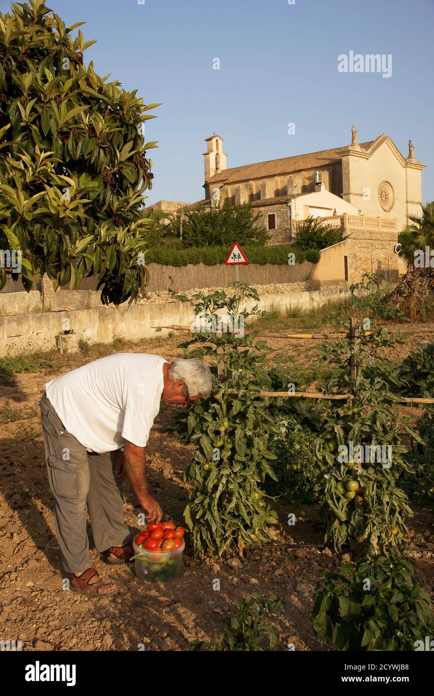 Huerto. Es Carritxo.Felanitx.Mallorca.Islas Baleares. España. Foto Stock
