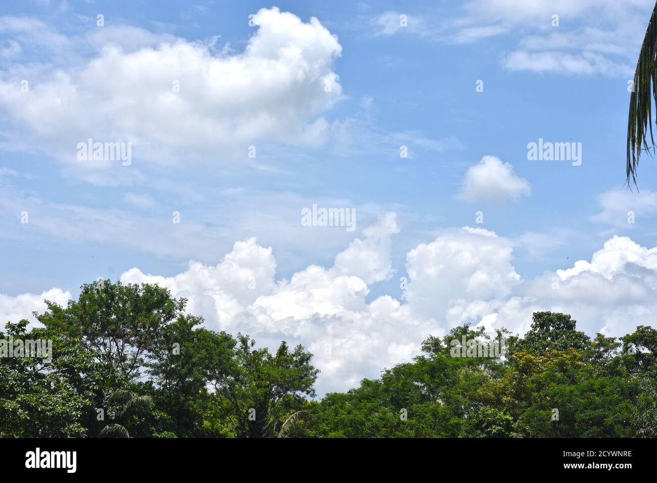 Albero e cielo Foto Stock