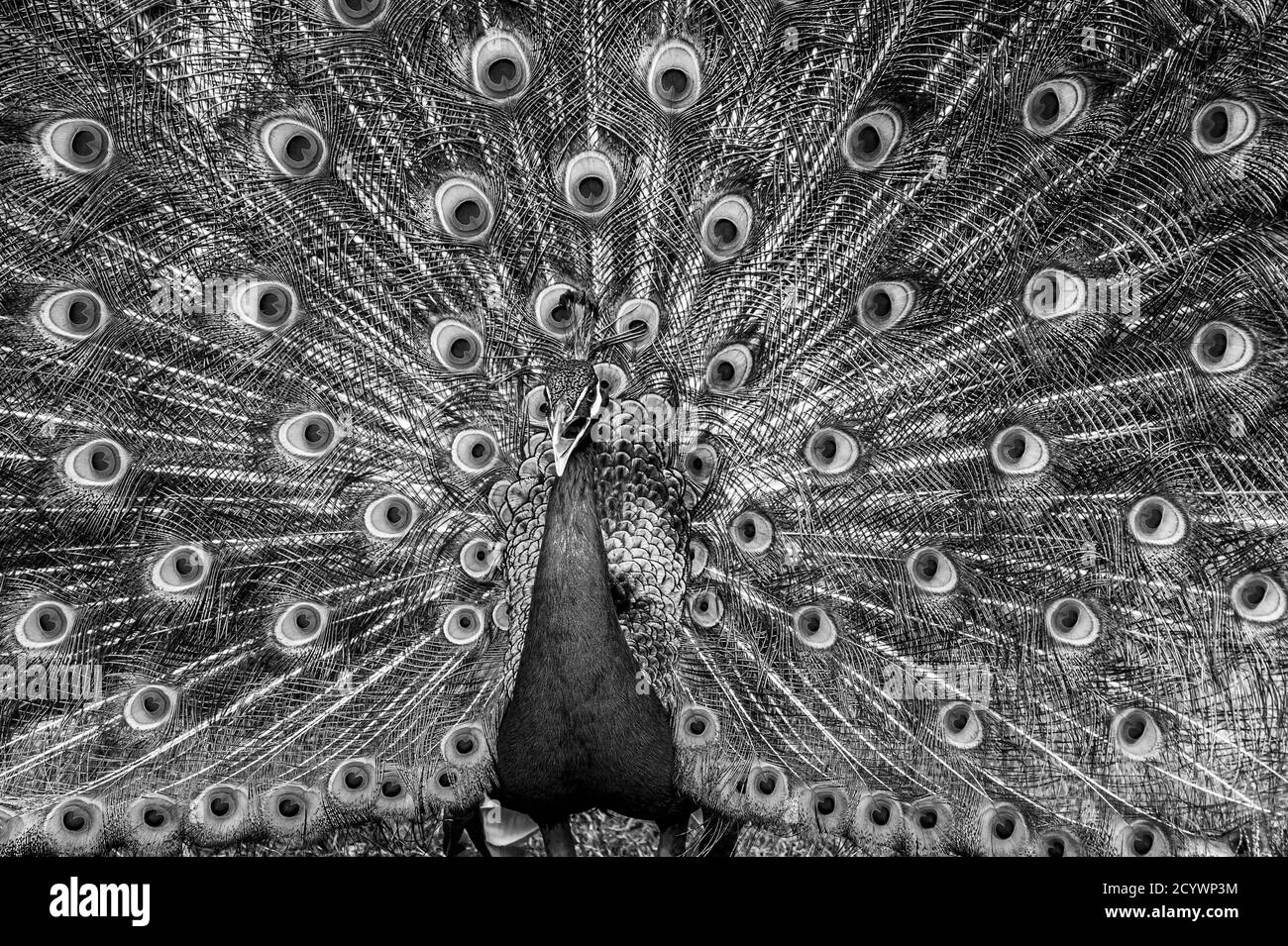Uccello di pavone maschio, parata di Pavo, chiamata di corteggiamento con le piume di coda di esposizione completa Foto Stock