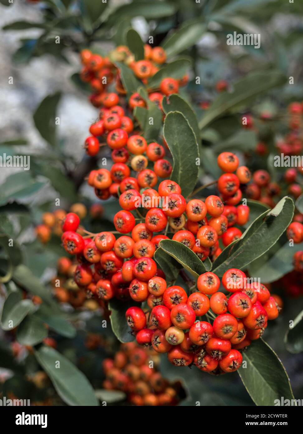 Bacche di piracantha coccinea nella stagione autunnale. Firethorn arancio pianta di colore Foto Stock