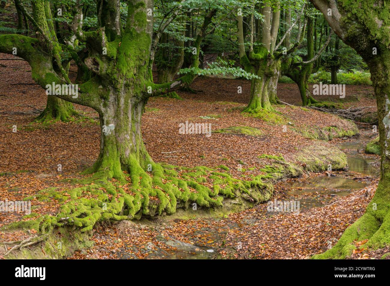 Hayedo de Otzarreta, fagus Sylvatica, parque naturale Gorbeia, Alava-Vizcaya, Euzkadi, Spagna Foto Stock