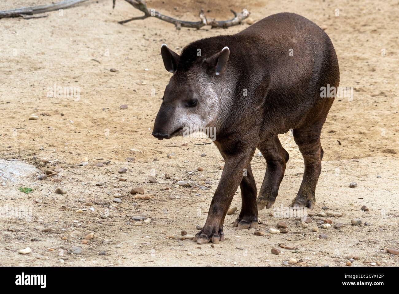 Il tapiro mentre venendo a voi Foto Stock