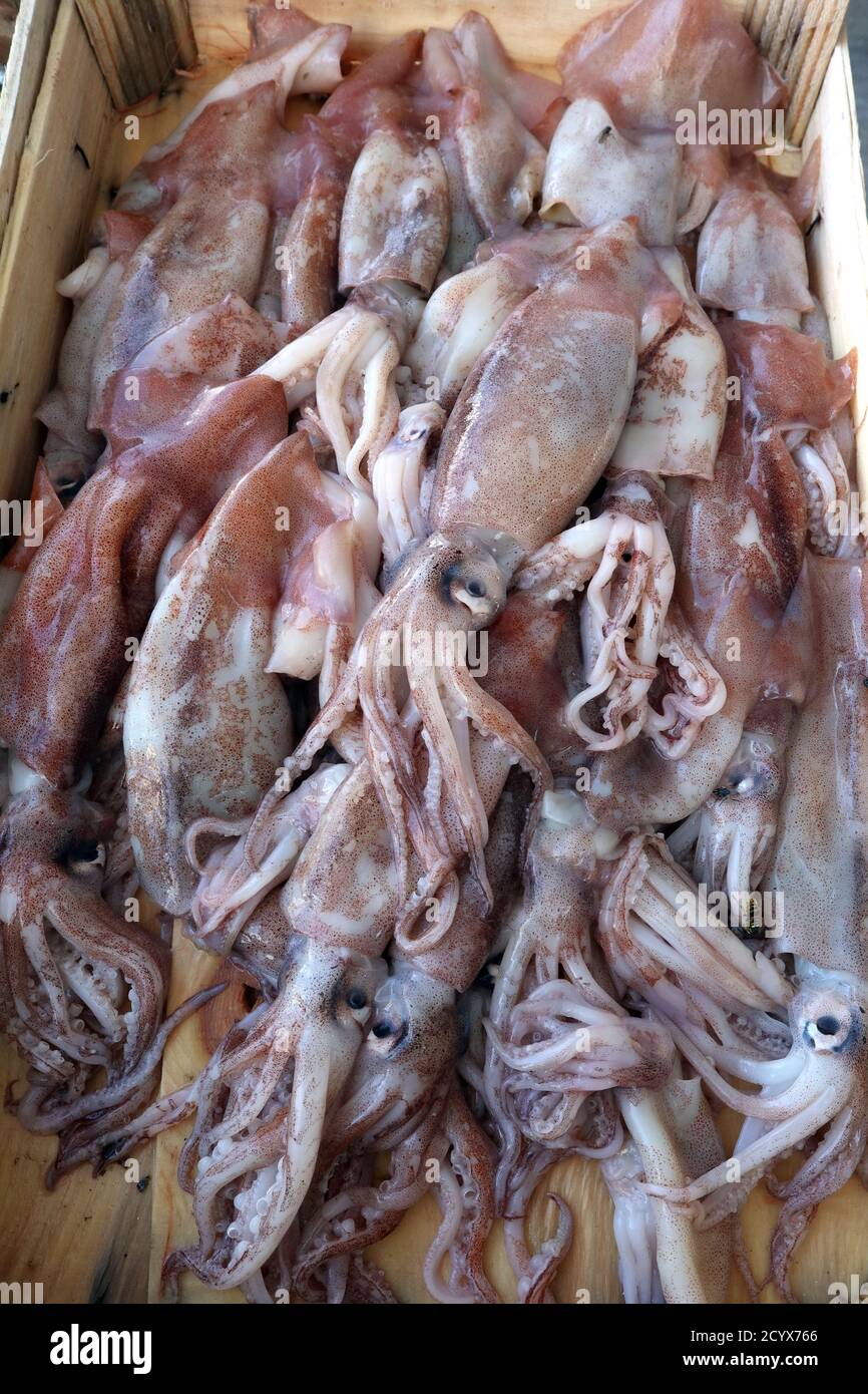 Calamari freschi in uno stand di mercato a Trapani Sicilia Foto Stock