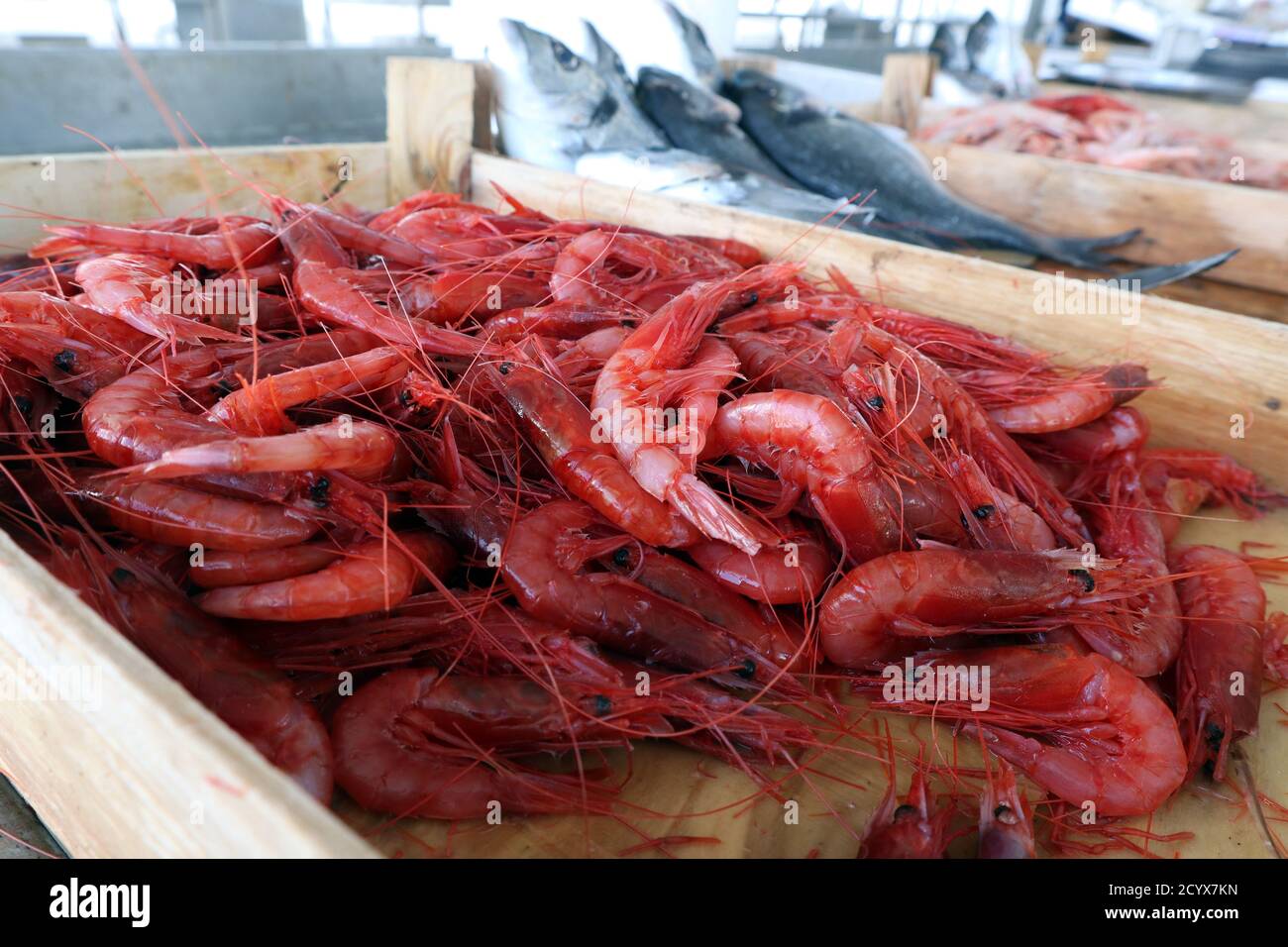 Gamberi siciliani freschi Mazara in uno stand di mercato a Trapani Sicilia Foto Stock
