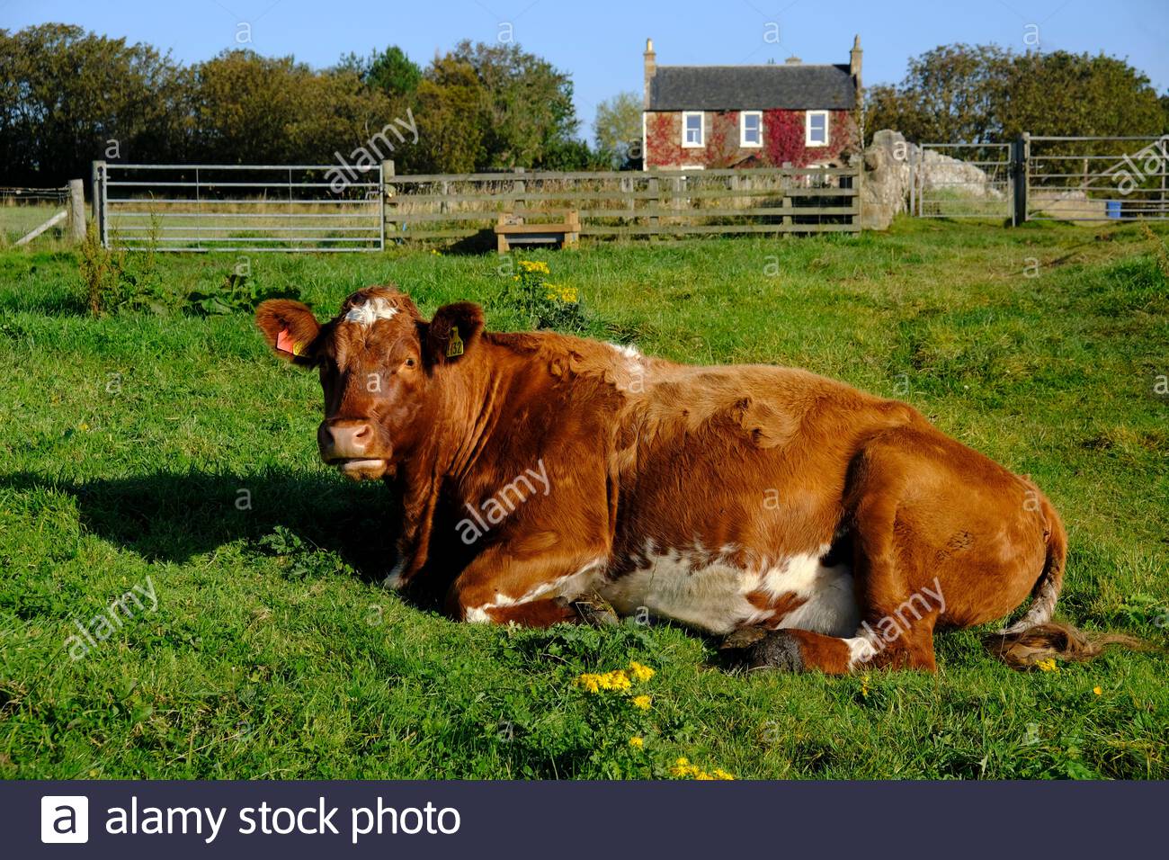 Elie, Scozia, Regno Unito. 2 ottobre 2020. Mucche godendo il bel tempo soleggiato che si trova nel campo accanto al sentiero costiero Fife. Credit: Craig Brown/Alamy Live News Foto Stock