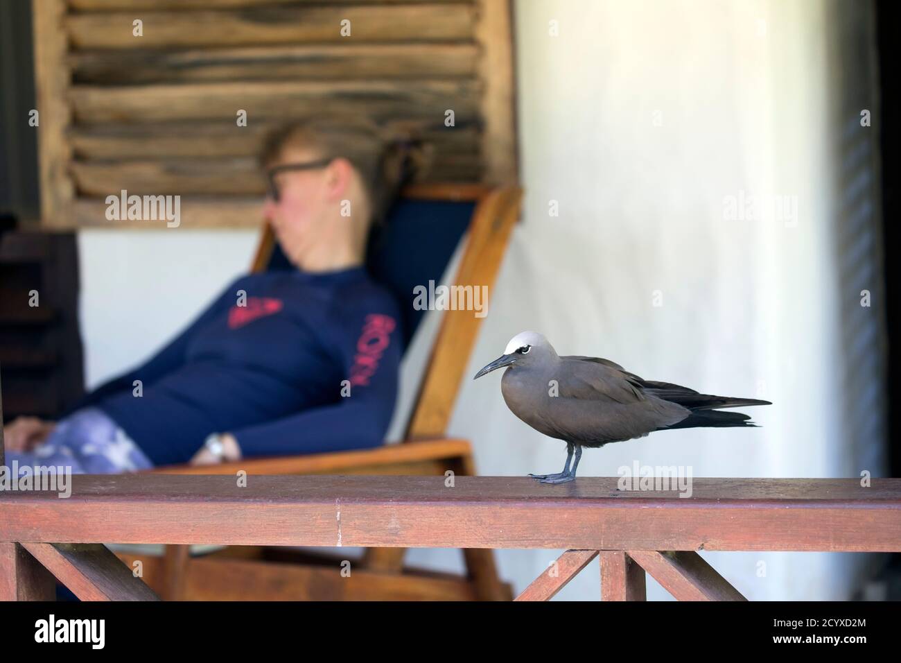 Brown Noddy; Anous stolidus; con Donna su Veranda di cabina; Seychelles Foto Stock