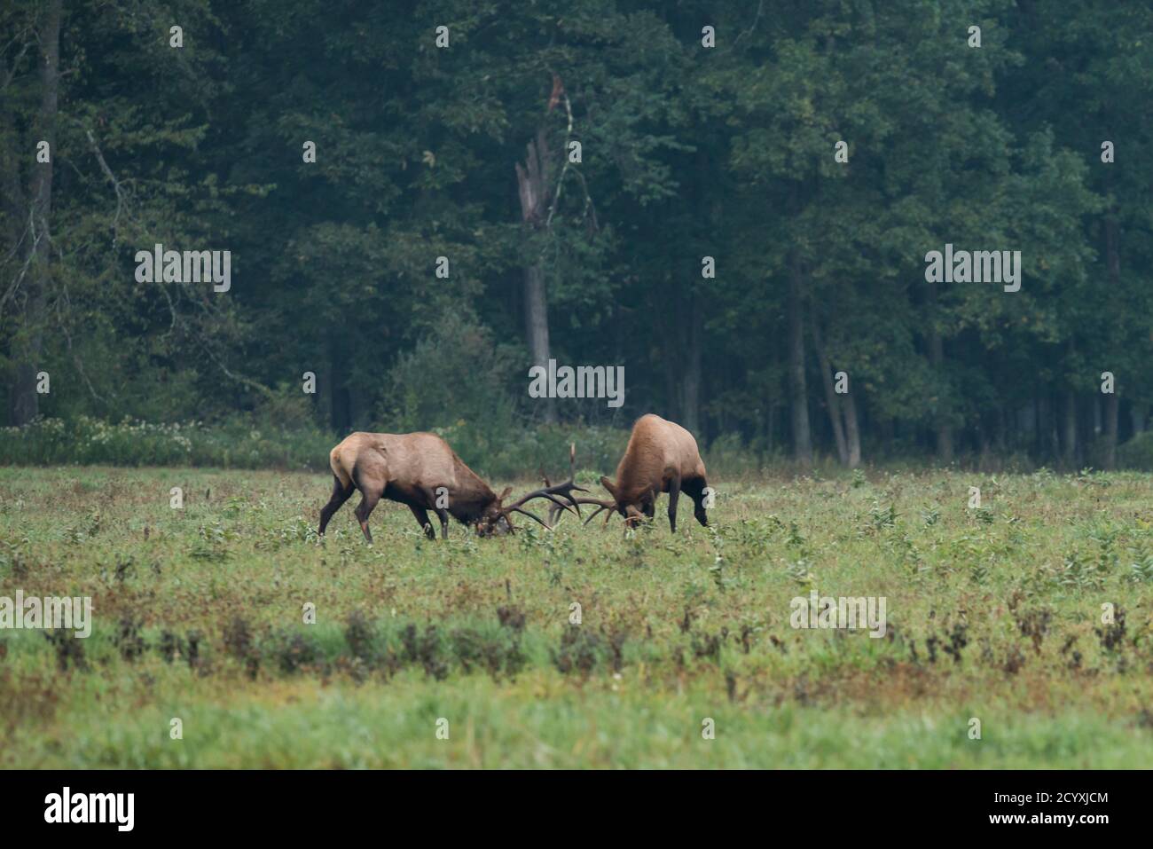 Due formiche di bloccaggio dell'alce del toro durante la rut dell'alce a Benzette, PA, Stati Uniti Foto Stock