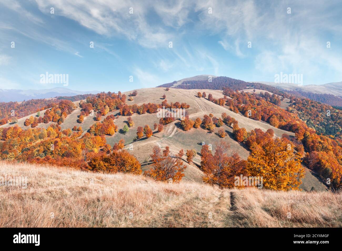 Pittoresche montagne di autunno con il rosso del bosco di faggio nelle montagne dei Carpazi, Ucraina. Fotografia di paesaggi Foto Stock